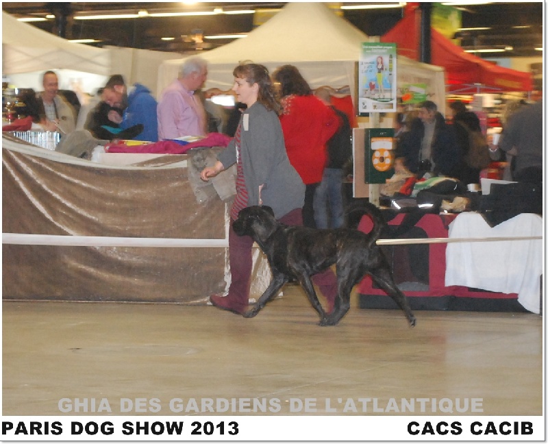 CH. Ghia des gardiens de l atlantique - CACS - CACIB (spéciale CAMILA)