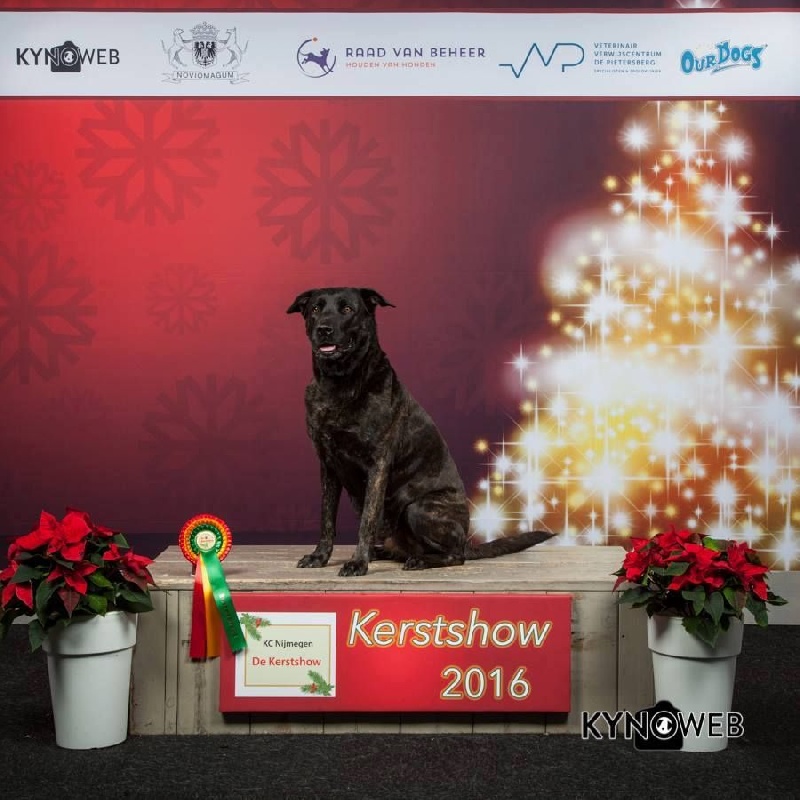 CH. Ghia des gardiens de l atlantique - CAC-CACIB-Meilleure de race