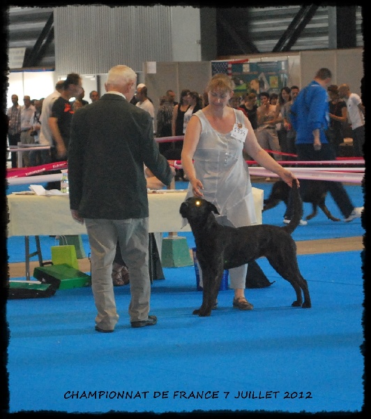 CH. Ghia des gardiens de l atlantique - excellent, RCACS RCACIB