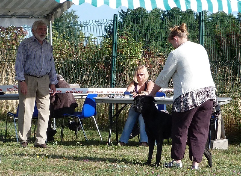 CH. Ghia des gardiens de l atlantique - CACS CACIB Meilleure de race