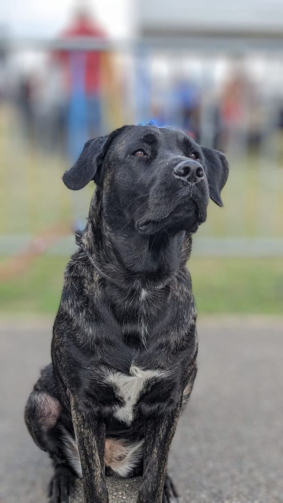 Ulna des sources de Boisloup - CAC Jeune Meilleure Jeune BOB Meilleure jeune du groupe 2