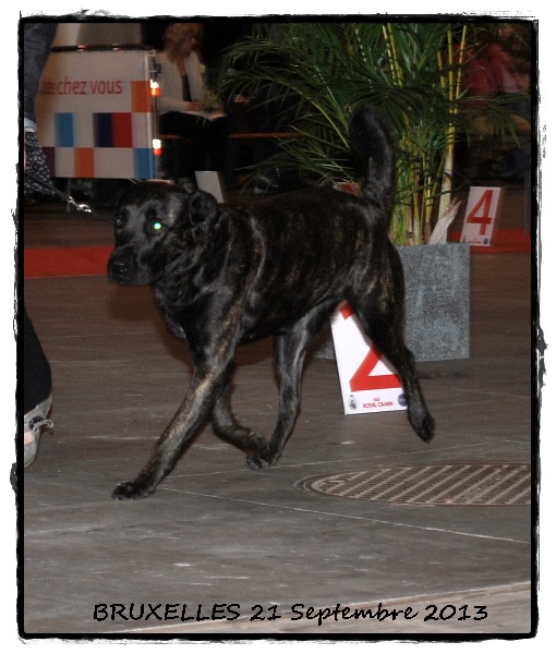 CH. Ghia des gardiens de l atlantique - CAC - CACIB