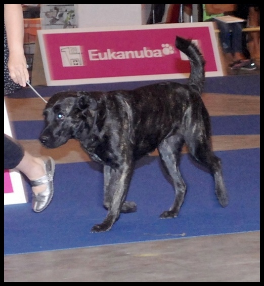 CH. Ghia des gardiens de l atlantique - CAC - CACIB