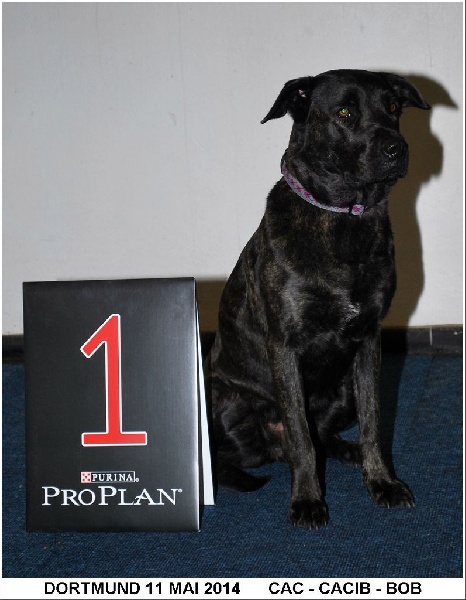 CH. Ghia des gardiens de l atlantique - CAC-CACIB-BOB