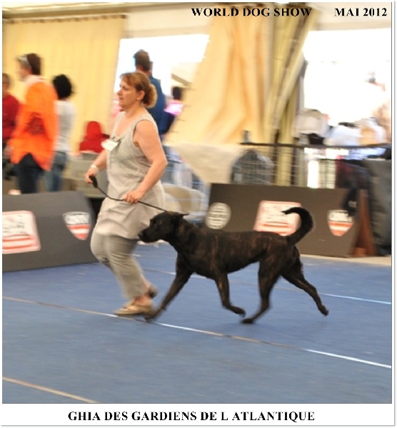 CH. Ghia des gardiens de l atlantique - TRES BON