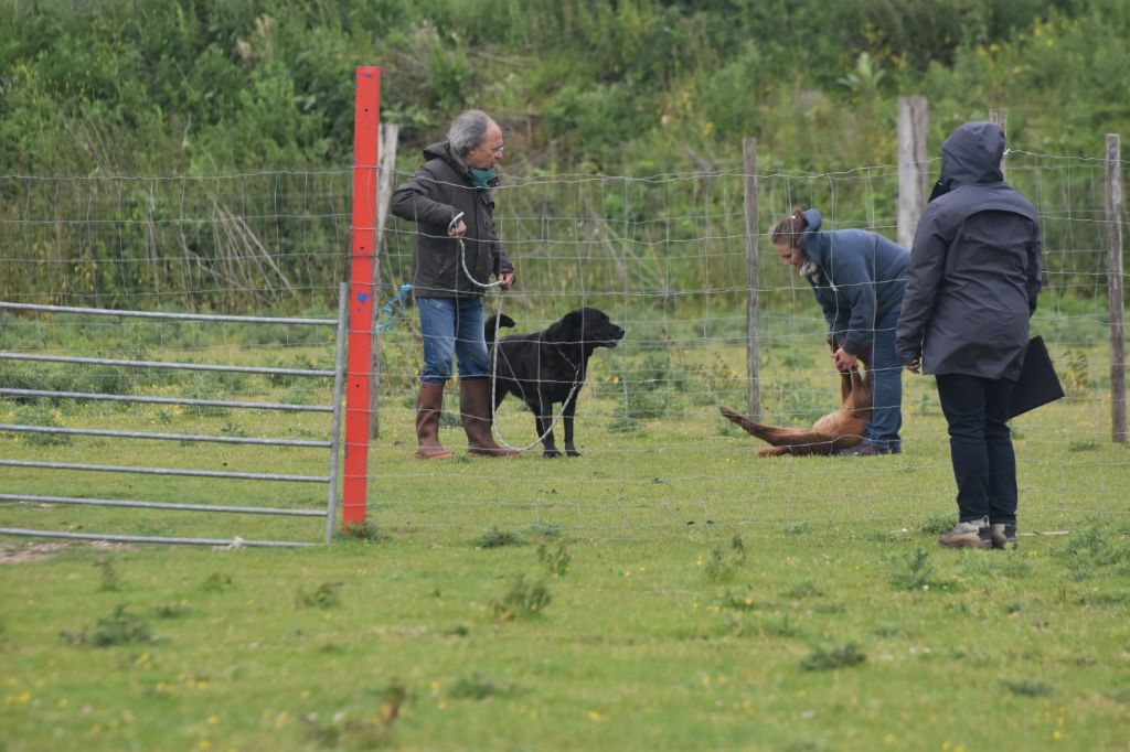 CH. Ghia des gardiens de l atlantique - test troupeau