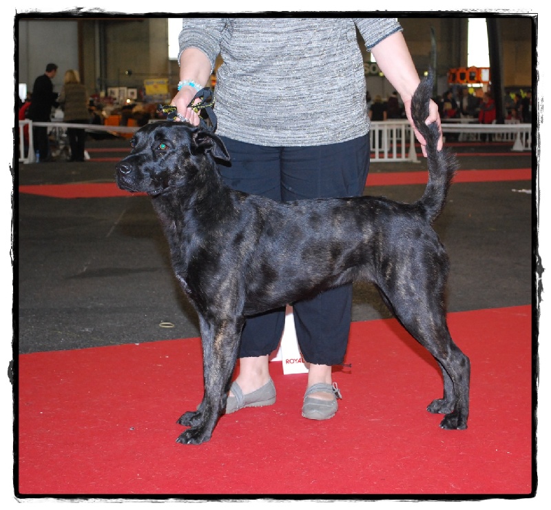 CH. Ghia des gardiens de l atlantique - 2ème Excellent RCACS - RCACIB