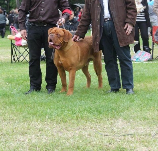 CH. Iron Du Lierre Au Tronc - 1er Excellent/ Meilleur Jeune / Meilleur de Race