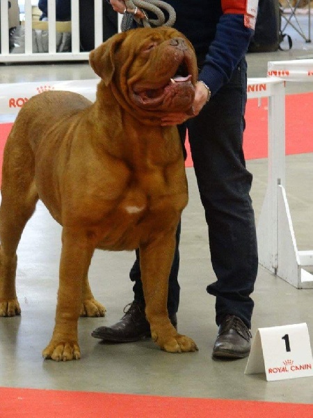 CH. Iron Du Lierre Au Tronc - 1er Excellent - CACS - CACIB - BOB