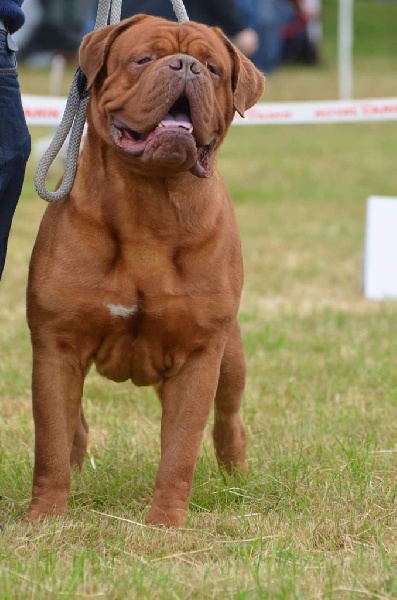 CH. Iron Du Lierre Au Tronc - 1er Excellent - CAC - Meilleur de Race