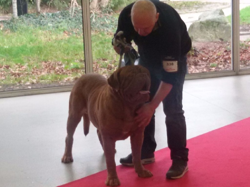 CH. Iron Du Lierre Au Tronc - 1er Excellent - CACS - BOS