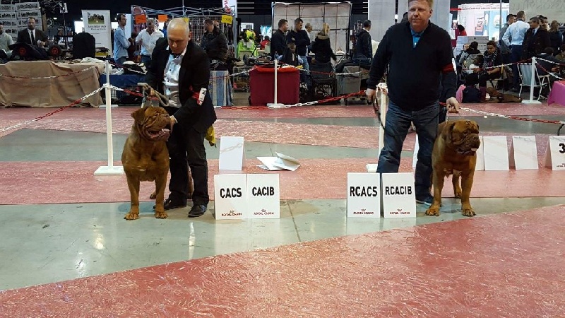 CH. Iron Du Lierre Au Tronc - 1er Excellent - CACS - CACIB - BOS