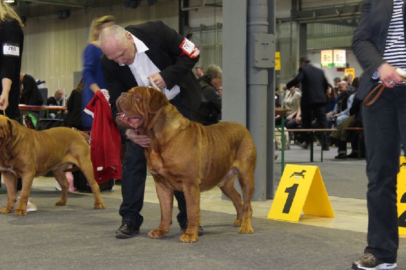 CH. Iron Du Lierre Au Tronc - 2ème Excellent - RCAC