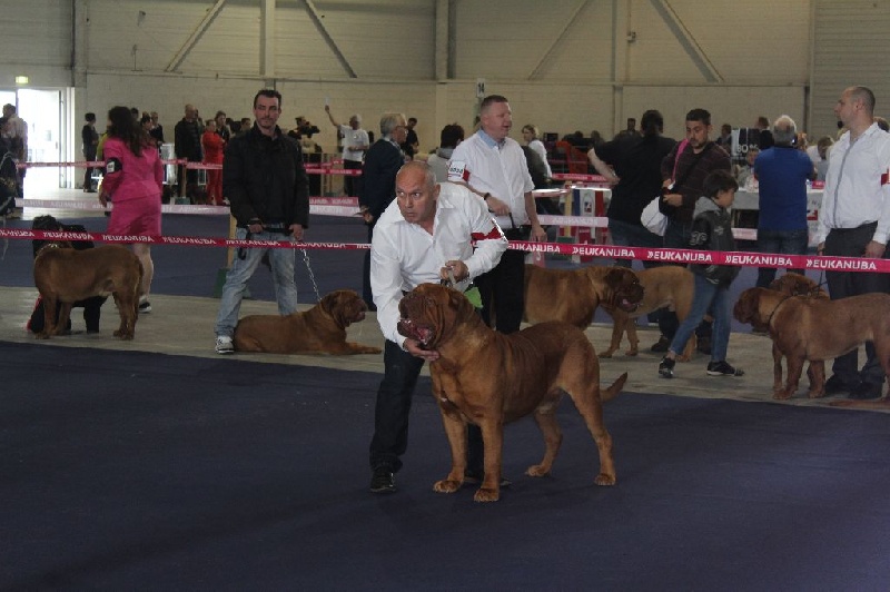 CH. Iron Du Lierre Au Tronc - 3ème Excellent Classe Ouverte