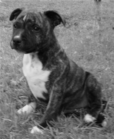 Publication : du Staff Breeding