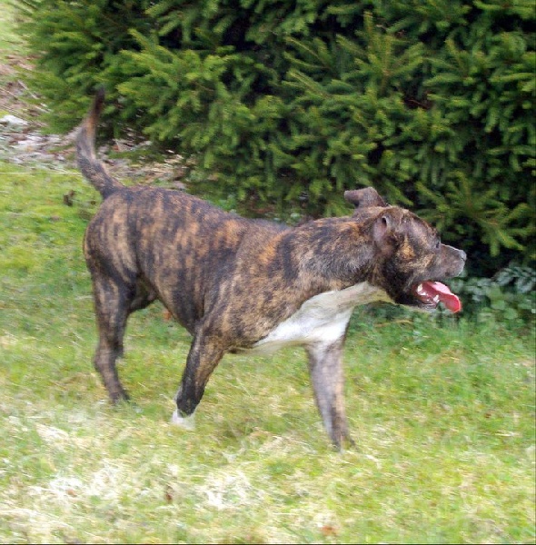 Publication : du Staff Breeding