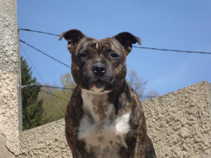 Publication : du Staff Breeding