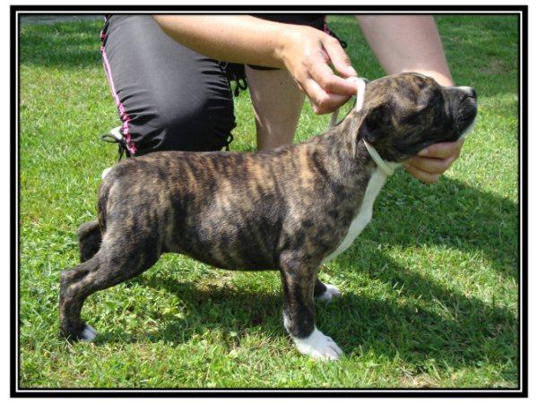 Publication : du Staff Breeding