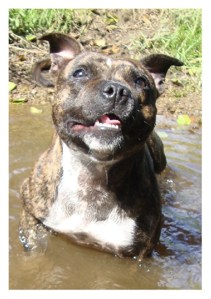 Publication : du Staff Breeding