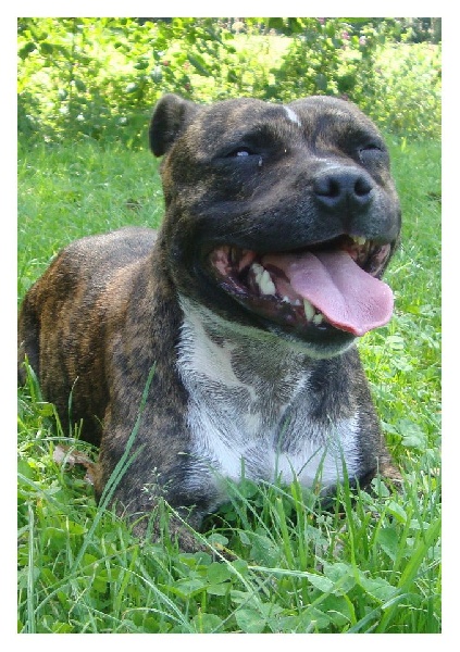 Publication : du Staff Breeding