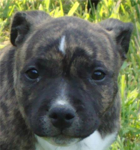 Publication : du Staff Breeding