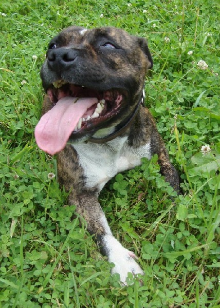 Publication : du Staff Breeding