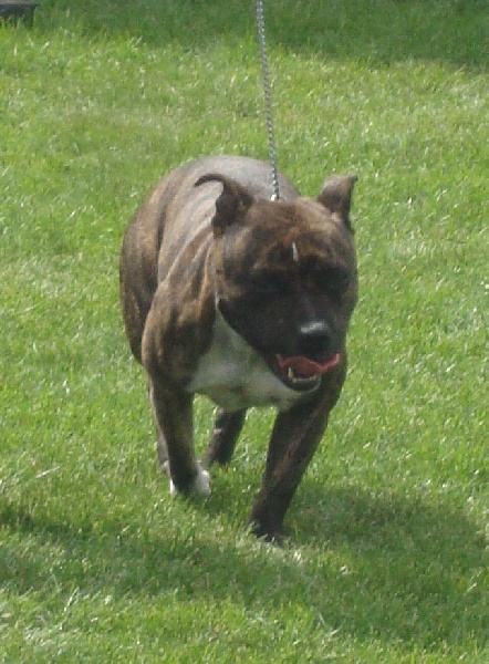 Férya des Princes de la foret noire - Classe Intermédiaire - 2ème Excellent RCACS