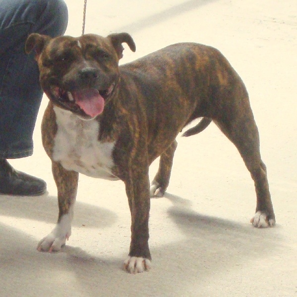 Férya des Princes de la foret noire - Classe Jeune - 1er excellent