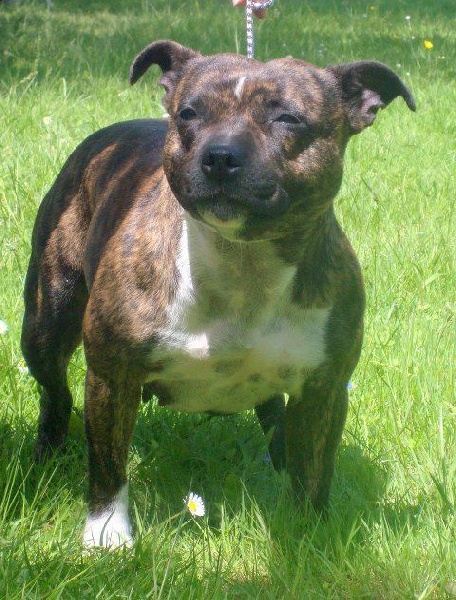 Férya des Princes de la foret noire - Classe Ouverte - Très Bon + TAN