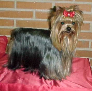 Publication : de Tango Pachús