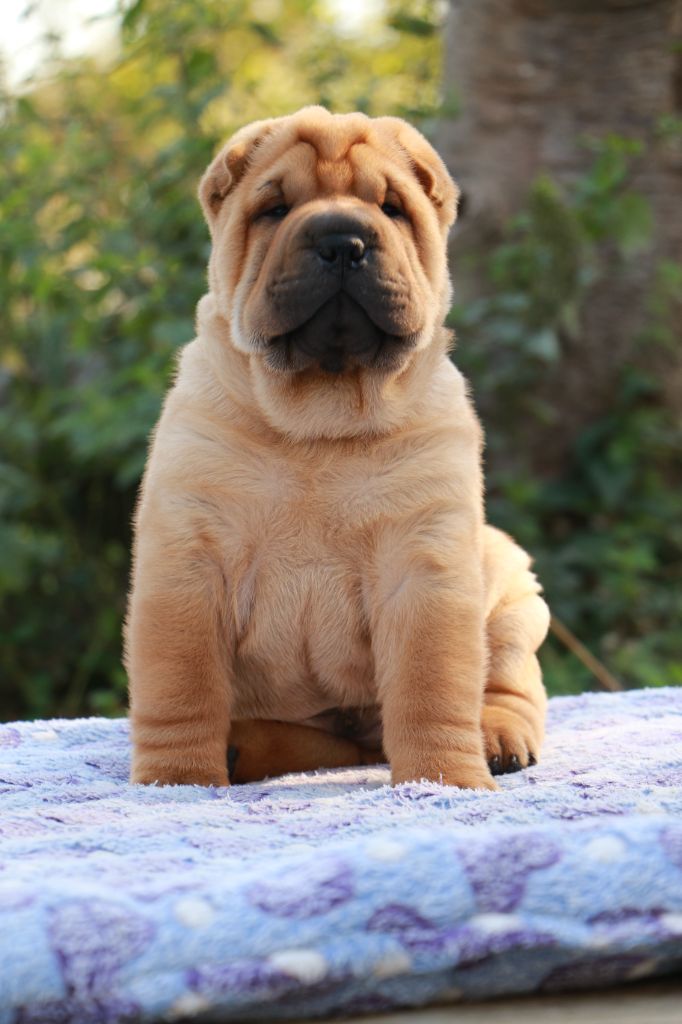 Aïko du Grain de Beauté
