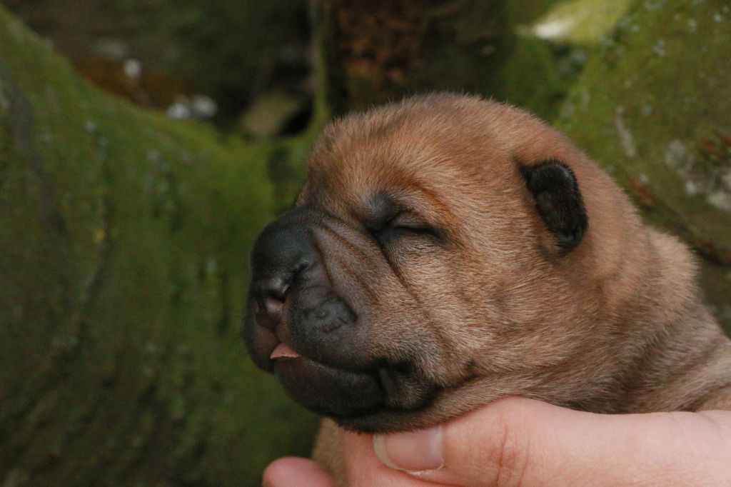 Chien Elevage du grain de beauté eleveur de chiens Shar Pei