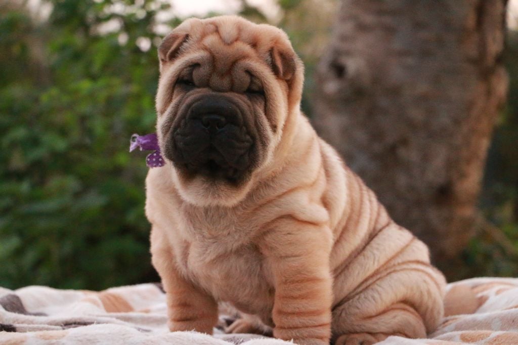 Ari du Grain de Beauté