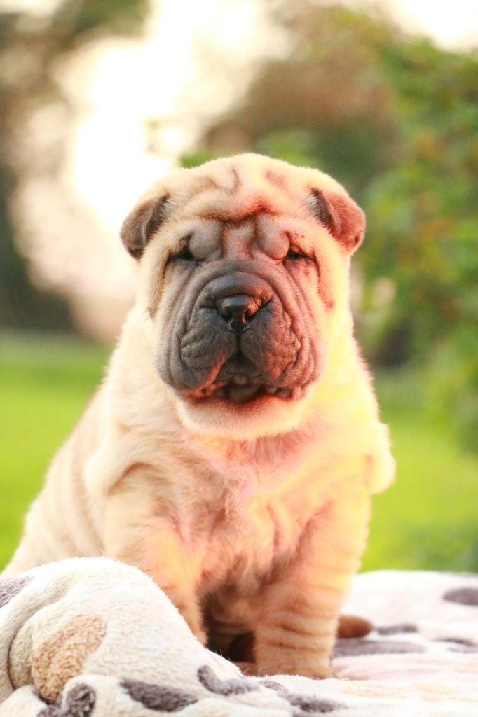 Adonis Dirk du Grain de Beauté