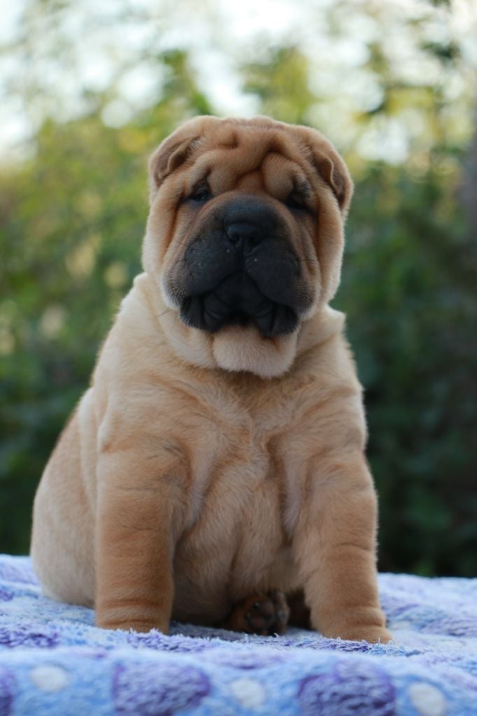 Appi Pippa du Grain de Beauté