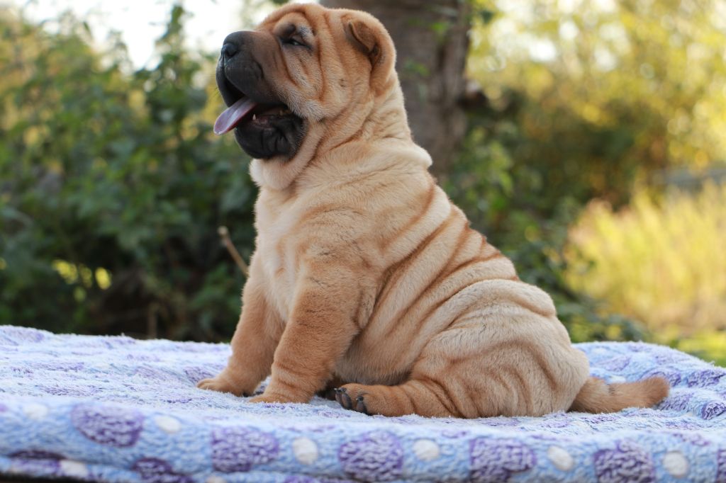 Appi Pippa du Grain de Beauté