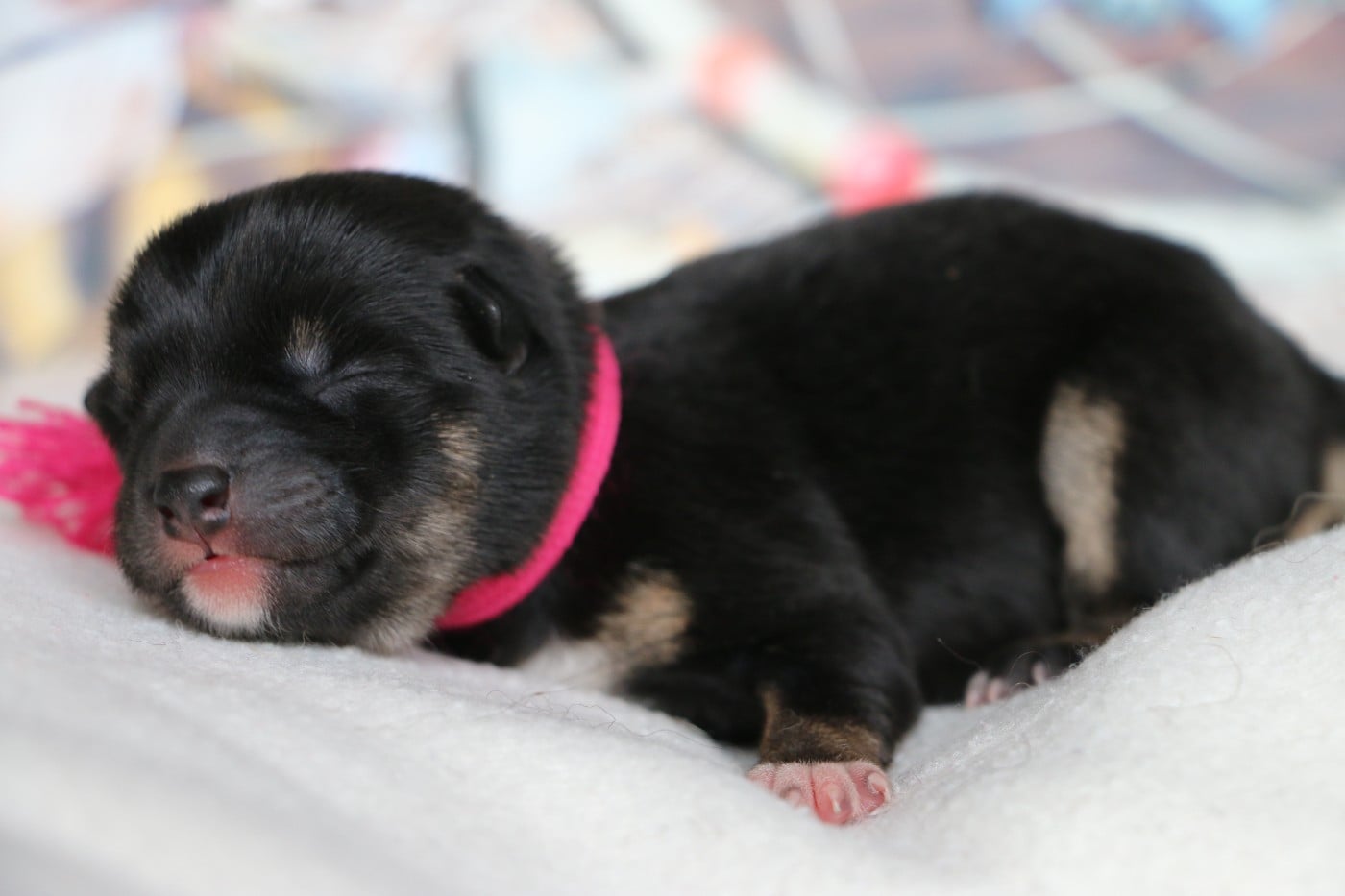 Femelle collier Rose