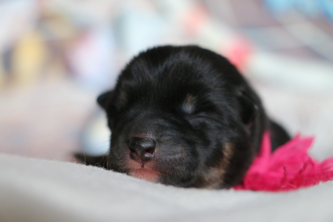 Femelle collier Rose