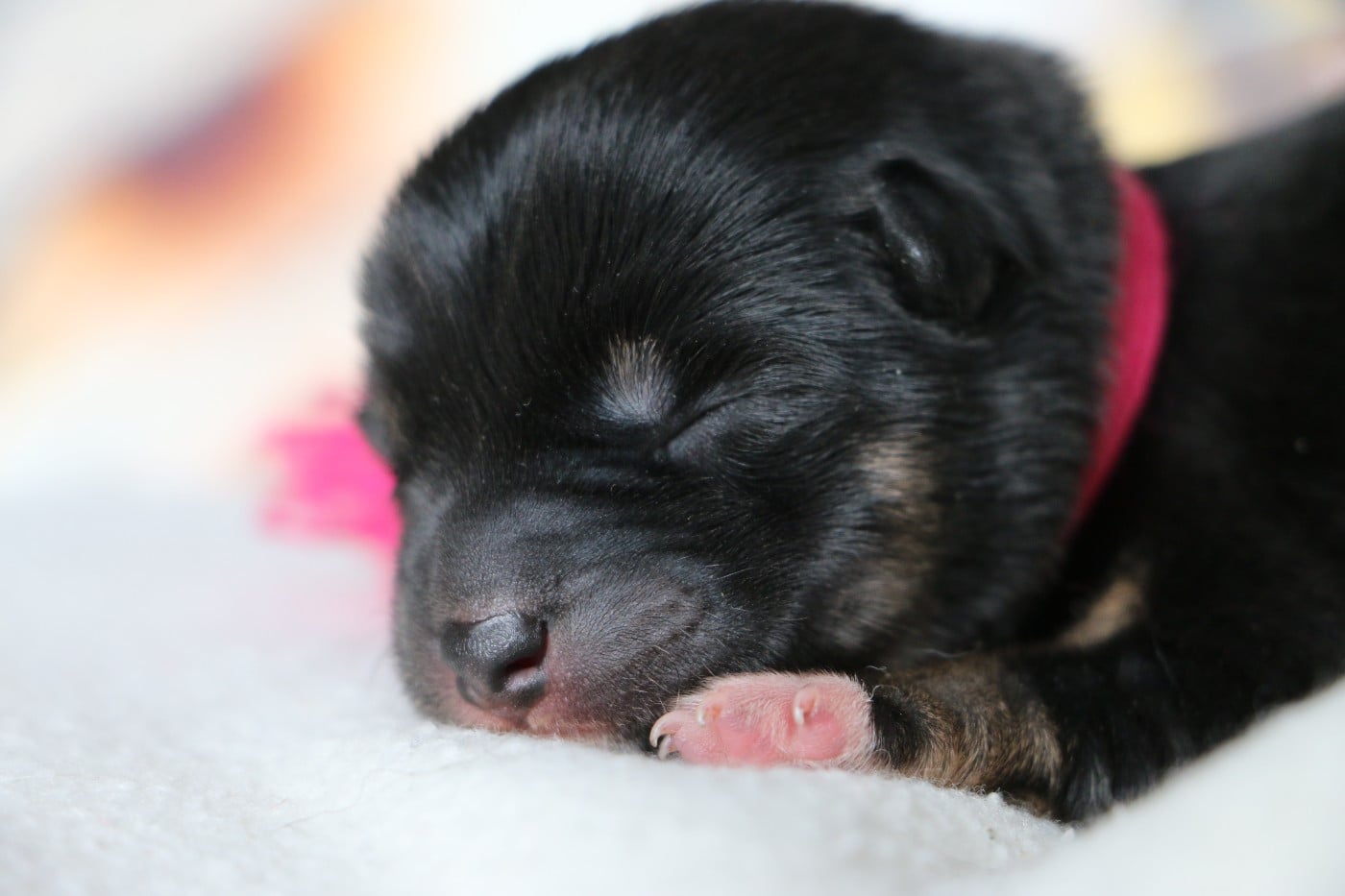 Femelle collier Rose