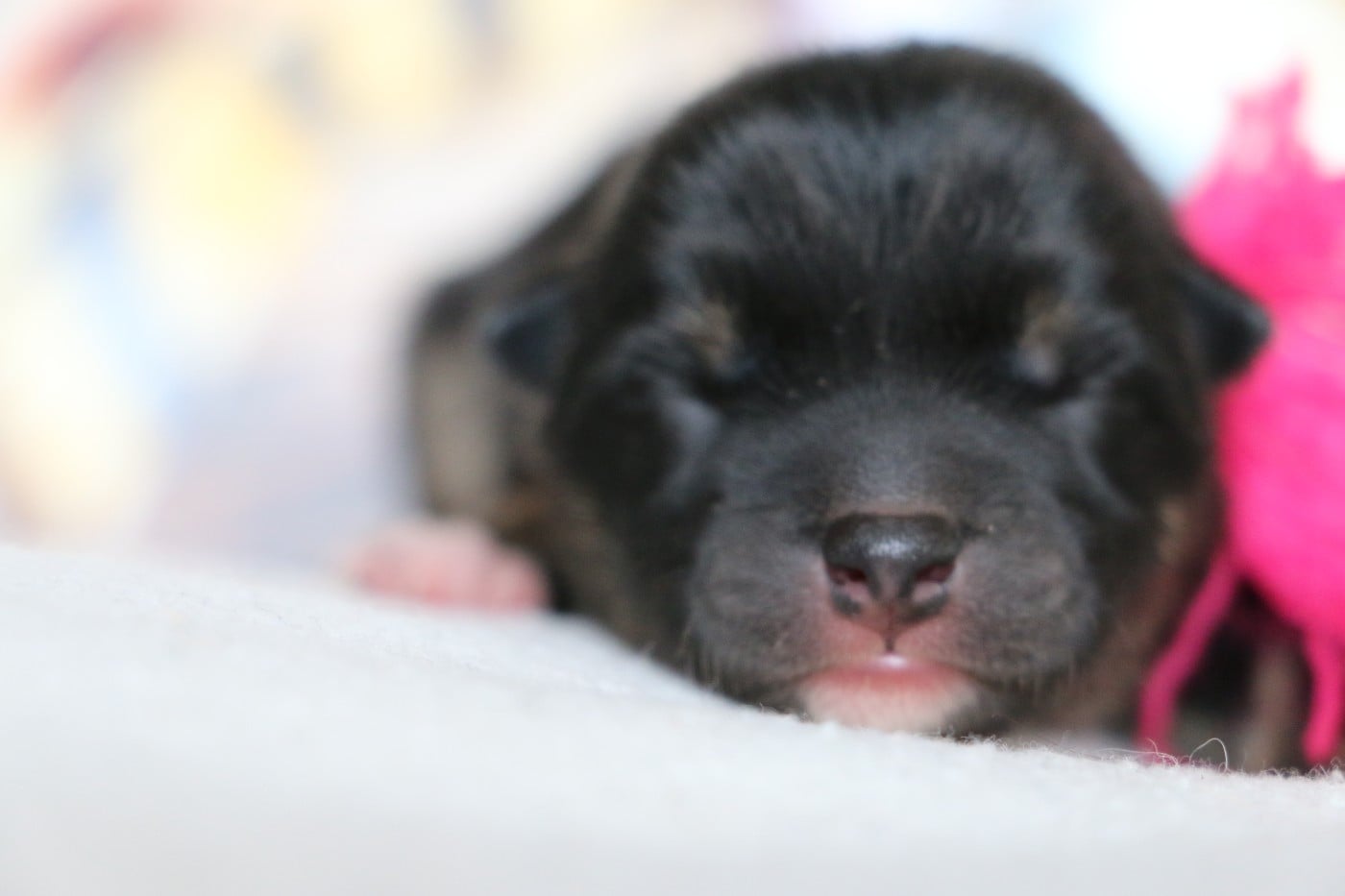 Femelle collier Rose