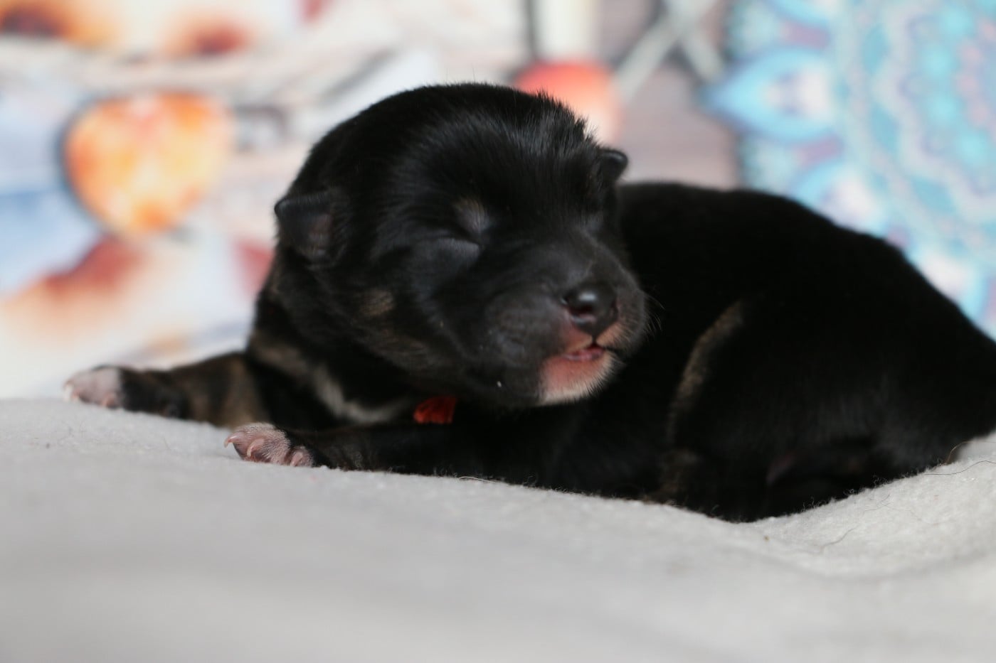 Femelle collier Orange