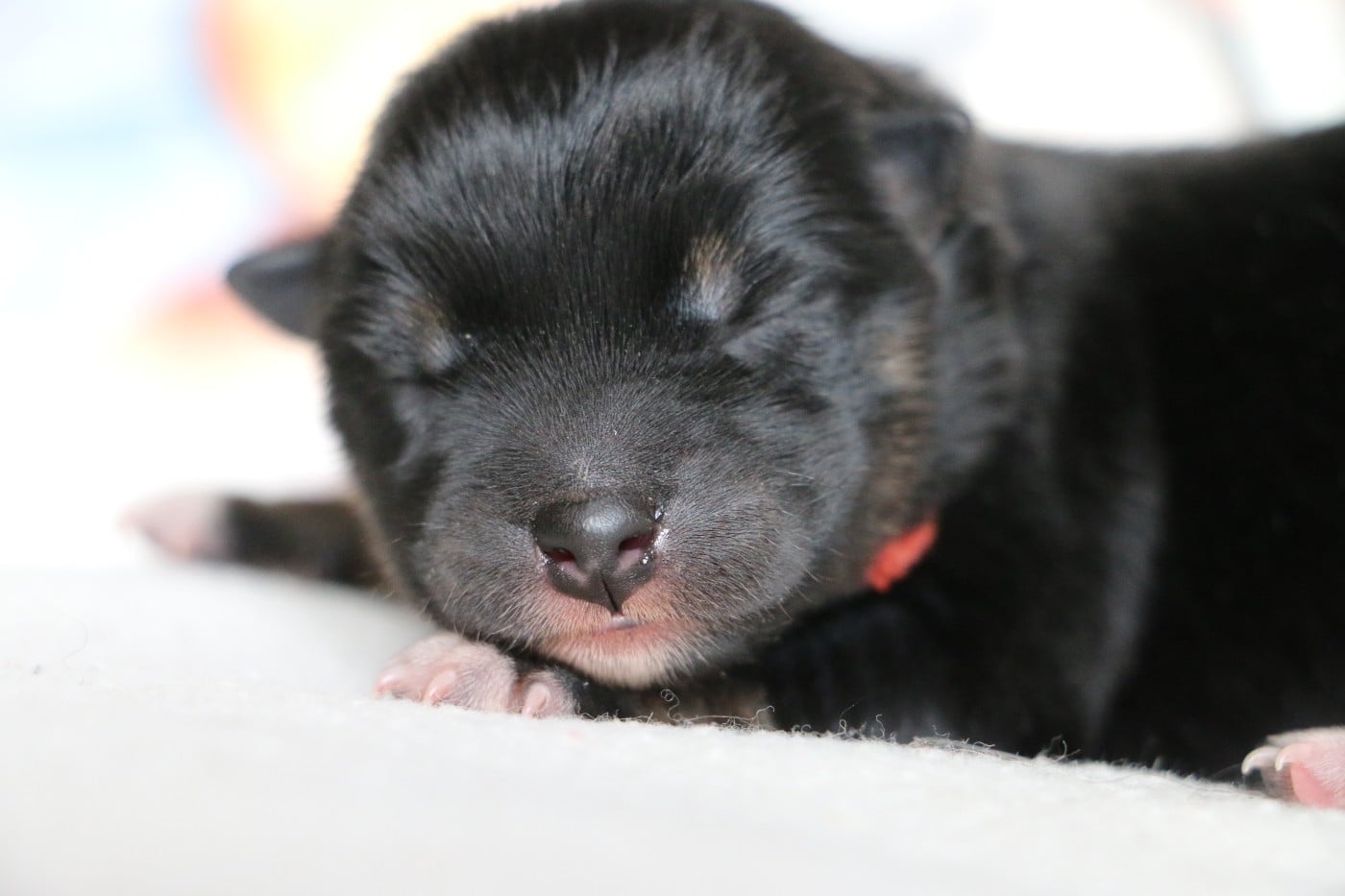 Femelle collier Orange