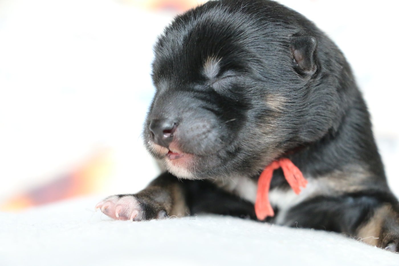 Femelle collier Orange