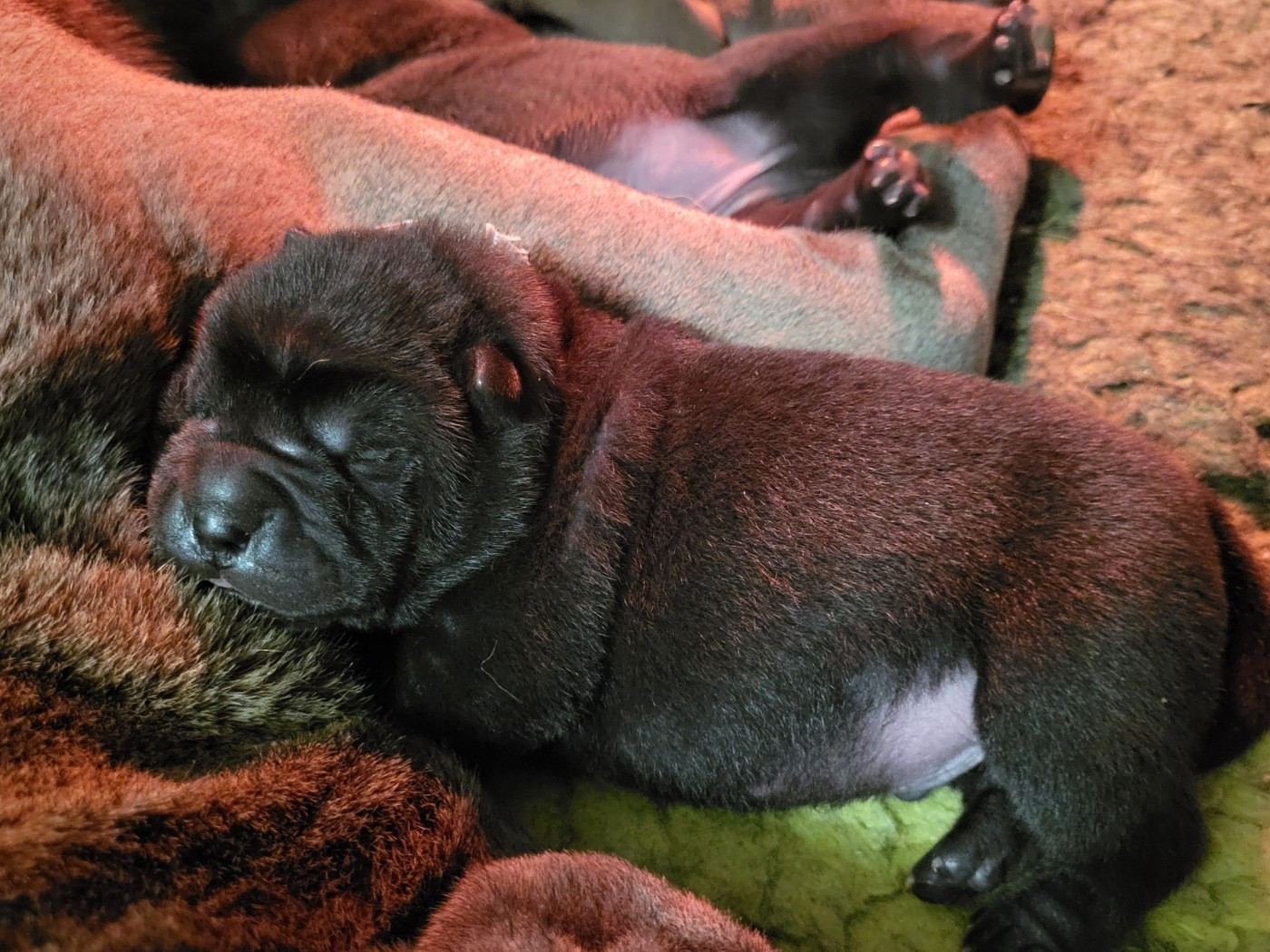 Shar Pei - du grain de beauté