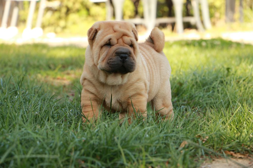 Arès du Grain de Beauté