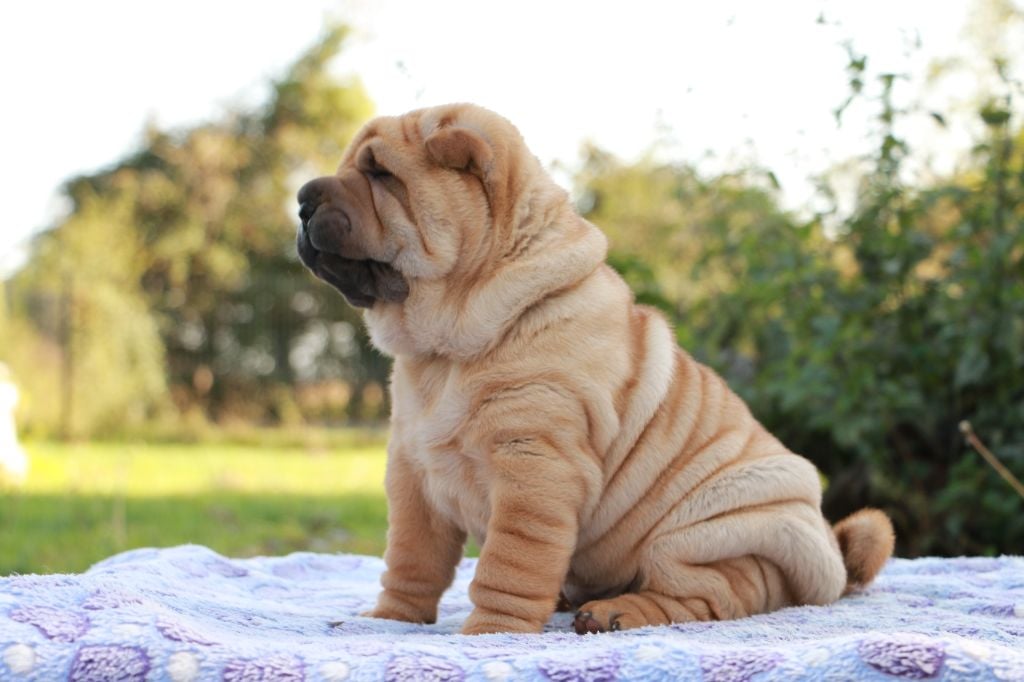 Arès du Grain de Beauté