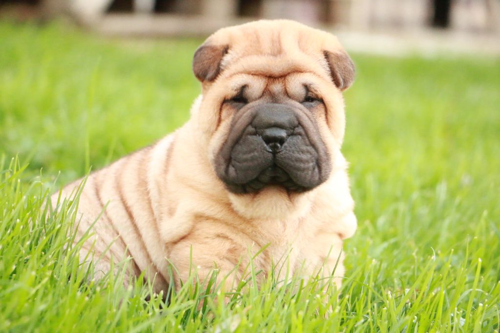 Albert du Grain de Beauté