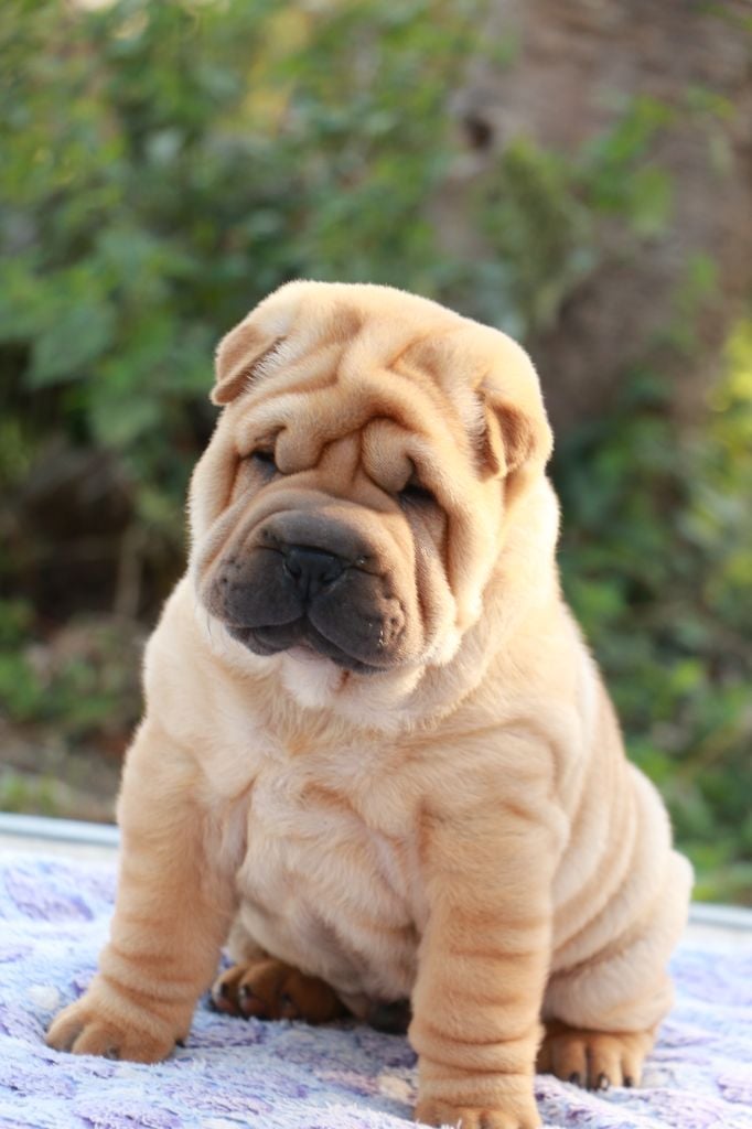 Arès du Grain de Beauté
