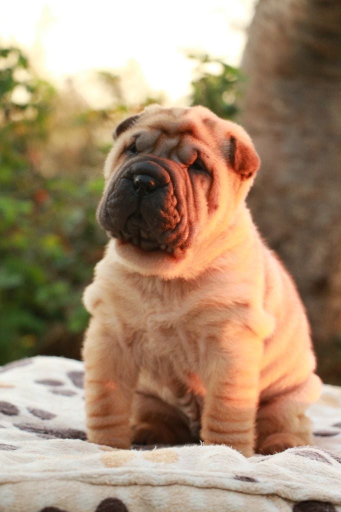 Adonis Dirk du Grain de Beauté