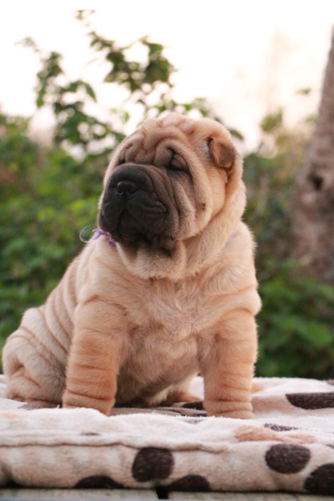 Ari du Grain de Beauté